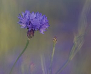 comp_comp_IMGP1998-2 Kopie.jpg