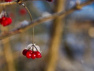 comp_comp_IMGP5644-2 Kopie.jpg