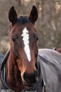 0004987_OLYMPUS OM  3.jpg