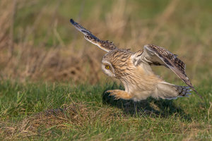 _DX_2808a-1-3.jpg _DX_2808a-1-3.jpg