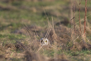 _DX_2255-1.jpg _DX_2255-1.jpg