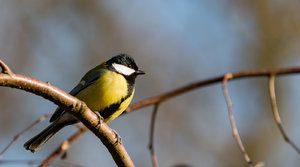 Vogel4 (1 von 1).jpg