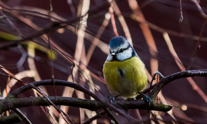 Vogel5 (1 von 1).jpg