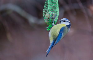 Vogel6 (1 von 1).jpg