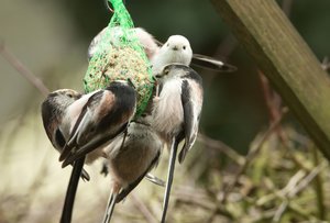 SchMeisenKnl02_filtered.jpg SchMeisenKnl02_filtered.jpg