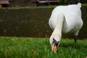 comp_comp_schwan.jpg comp_comp_schwan.jpg