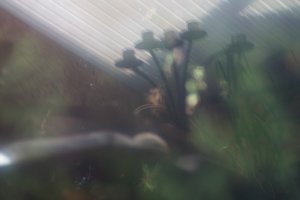 Forum DSC07492 (c) PPf.jpg