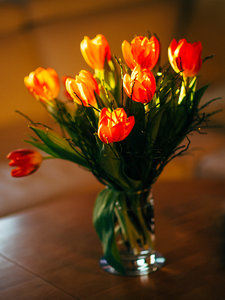 Tulpen_1100_500-2.jpg