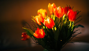 Tulpen_1400_500-3.jpg