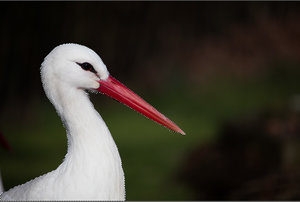 Storch 1.jpg