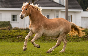 2016 02 28_1094_bearbeitet-2.jpg