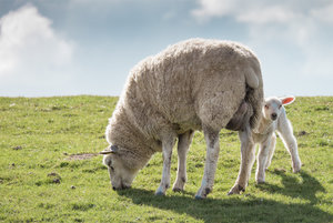 20150417-DSCF3498 bearb..jpg