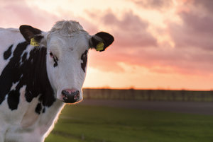 20150416-DSCF3455 bearb..jpg