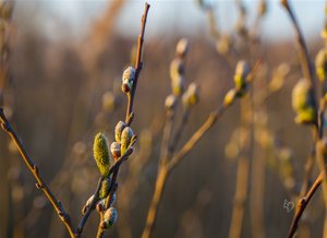 _DSC0120.jpg _DSC0120.jpg