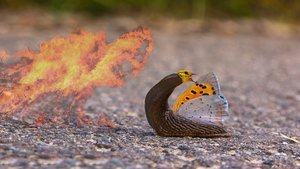 Kampf der Giganten-2.jpg