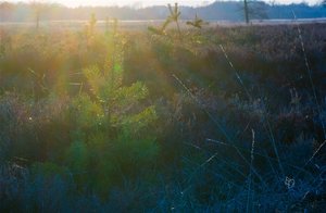 _DSC0125.jpg _DSC0125.jpg