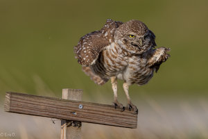 _DX_7751-1.jpg _DX_7751-1.jpg