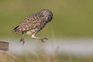 _DX_7788-1.jpg _DX_7788-1.jpg