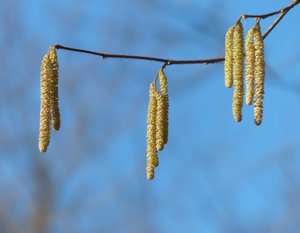 Haselkätzchen.jpg