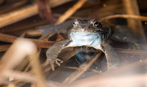 2016 04 03_1501_bearbeitet-2.jpg 2016 04 03_1501_bearbeitet-2.jpg