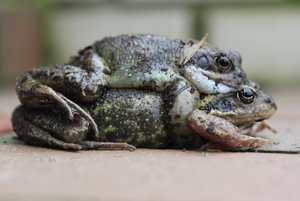 FröschePaar0.jpg