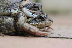 FröschePaar7.jpg