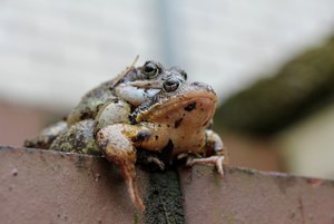 FröschePaar9.jpg