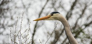 comp_Tierpark  05.04.2016-2-2.jpg