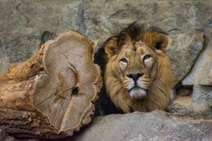 comp_Tierpark  05.04.2016-0861.jpg