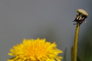 Forum DSC09198 Nex 5r + Viv 2,8 135mm Macro psf (c) PPf.jpg
