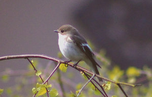 Trauerschnäpper (5).jpg