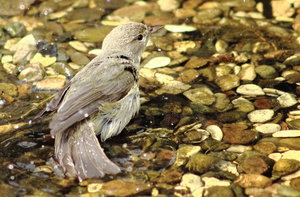 Trauerschnäpper (3).JPG