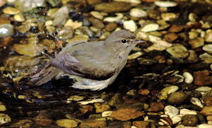 Trauerschnäpper (4).JPG