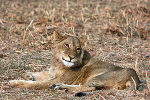 FTiere17.jpg FTiere17.jpg