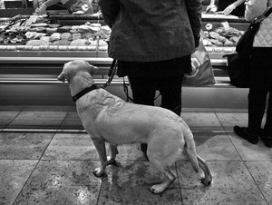 2016_04_21_VHS_Streetphoto_DP1s___Schoenhauser_Arcaden_Hund_0214_VarD_1190x893pix.jpg