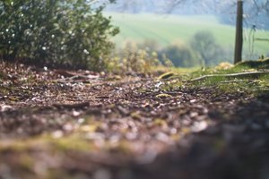 Forum SDIM0463 SD14 + Pancolar 1,8 50mm mit Didymium-Filter (c) PPf.jpg