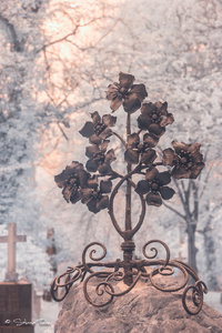 IMG_1240.jpg IMG_1240.jpg