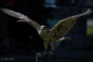 DM9A7894.jpg DM9A7894.jpg