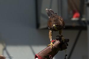 DM9A7943.jpg DM9A7943.jpg