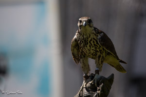 DM9A7976.jpg DM9A7976.jpg