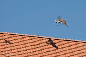 DM9A7994.jpg DM9A7994.jpg