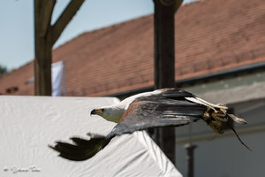 DM9A8211.jpg DM9A8211.jpg