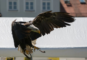 DM9A8452.jpg DM9A8452.jpg