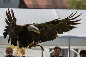 DM9A8453.jpg DM9A8453.jpg