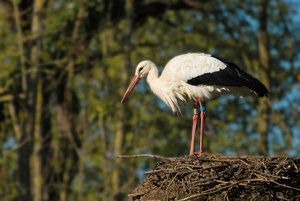 2016 05 05_1877_bearbeitet-2.jpg