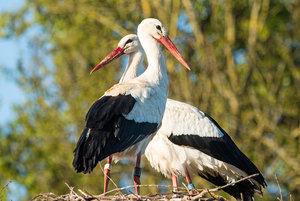 2016 05 05_1688_bearbeitet-2.jpg