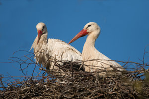 2016 05 05_1806_bearbeitet-2.jpg