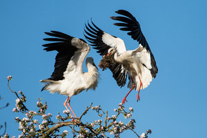 2016 05 05_1844_bearbeitet-2.jpg