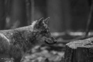 DM9A8509.jpg DM9A8509.jpg