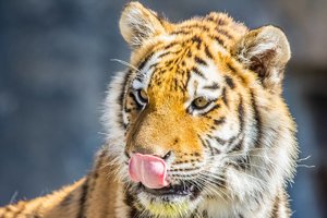 comp_Tierpark 10.05.2016-1669.jpg